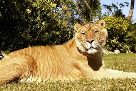 wild liger