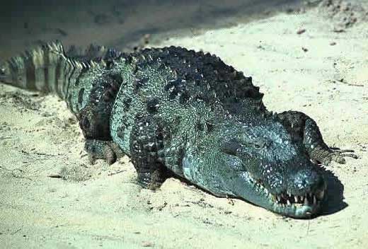 mugger croc
