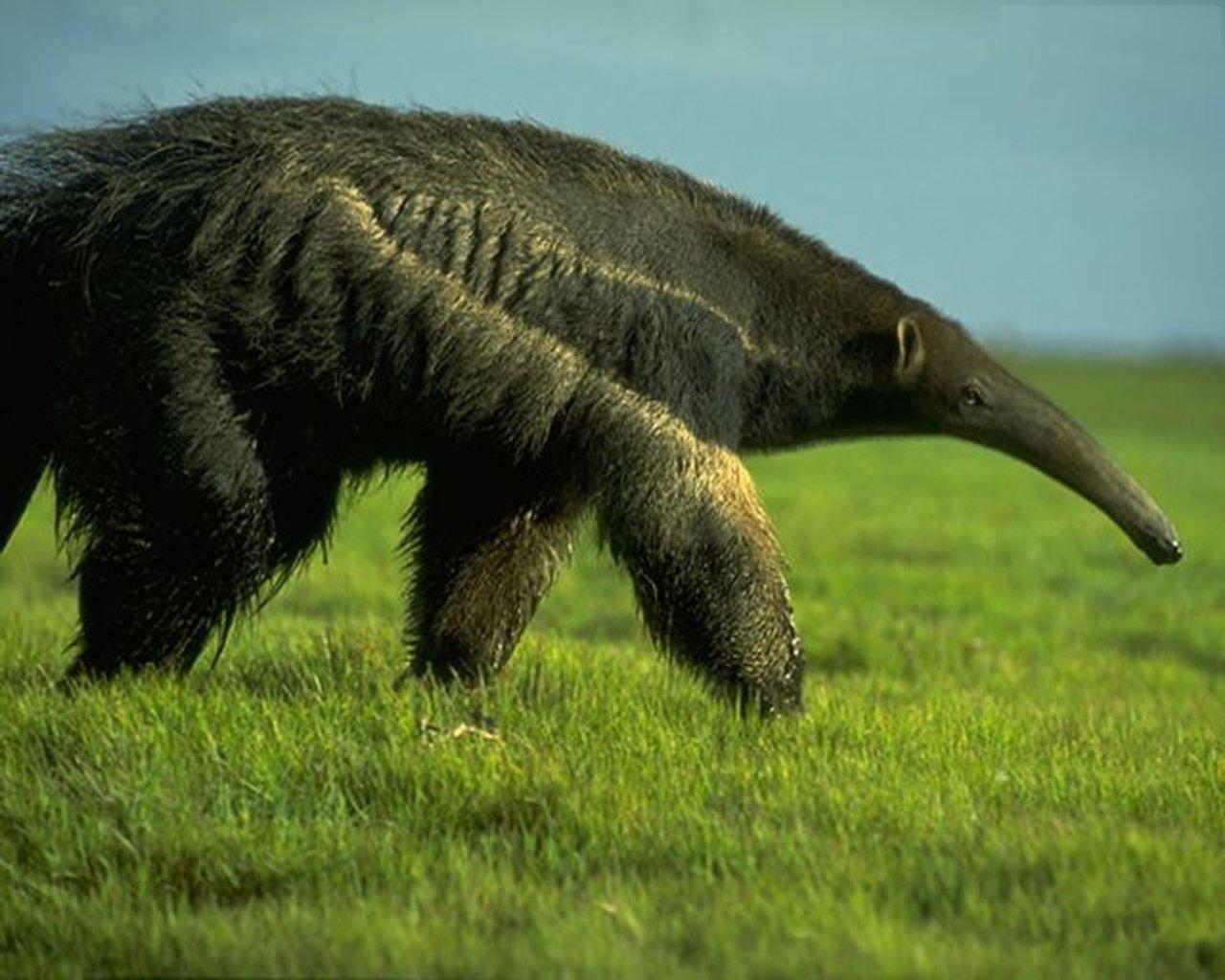 A Giant Anteater looking for food
