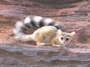 The Ringtail's tail is often longer than the body