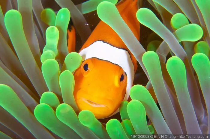 Clownfish hiding between the tentacles of an actinia