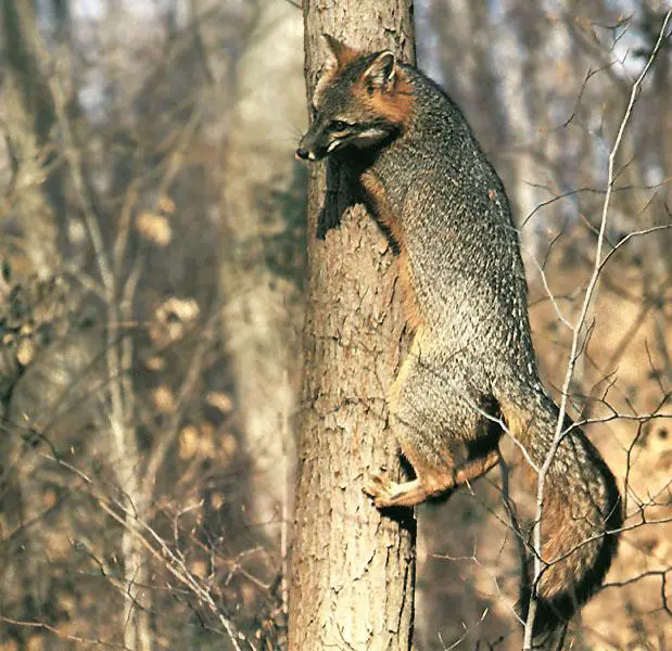 Gray Fox climbing up a tree