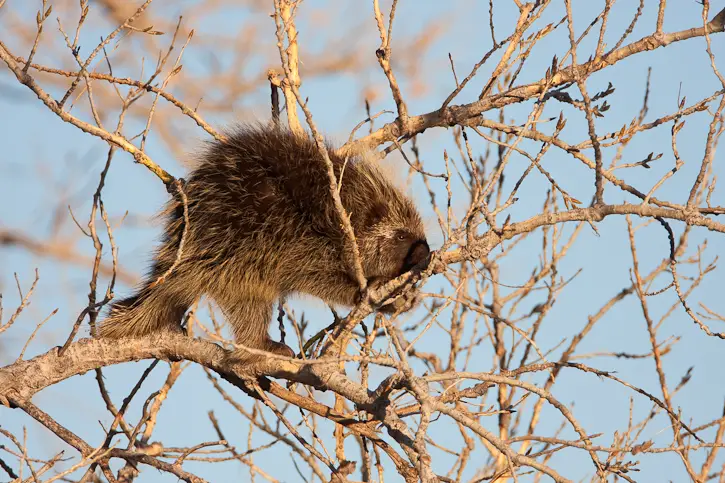 North American Porcupine high in a tree
