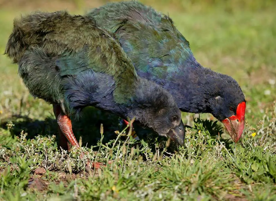 Takahe chicks have a black beak, while adults' is red