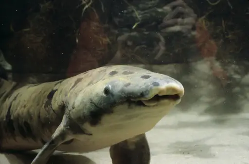 The 80-year-old Lungfish called Granddad