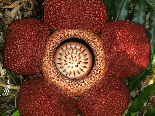 The Rafflesia is the biggest flower in the world
