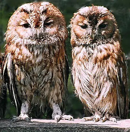 A Tawny Owl pair