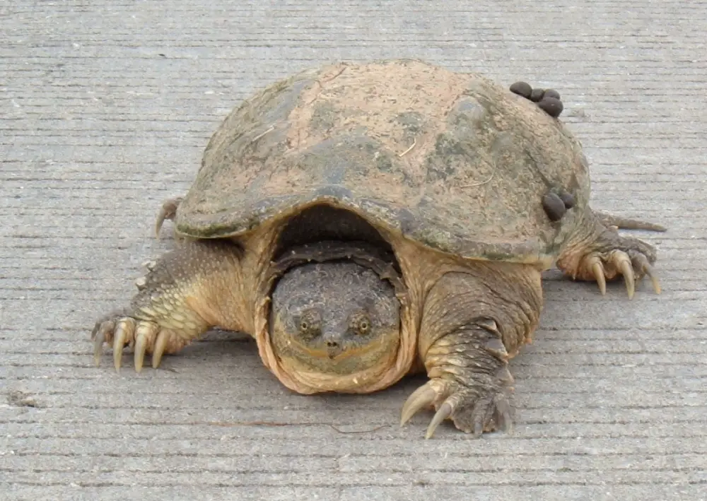 Common Snapping Turtle Chelydra Serpentina Amphibians