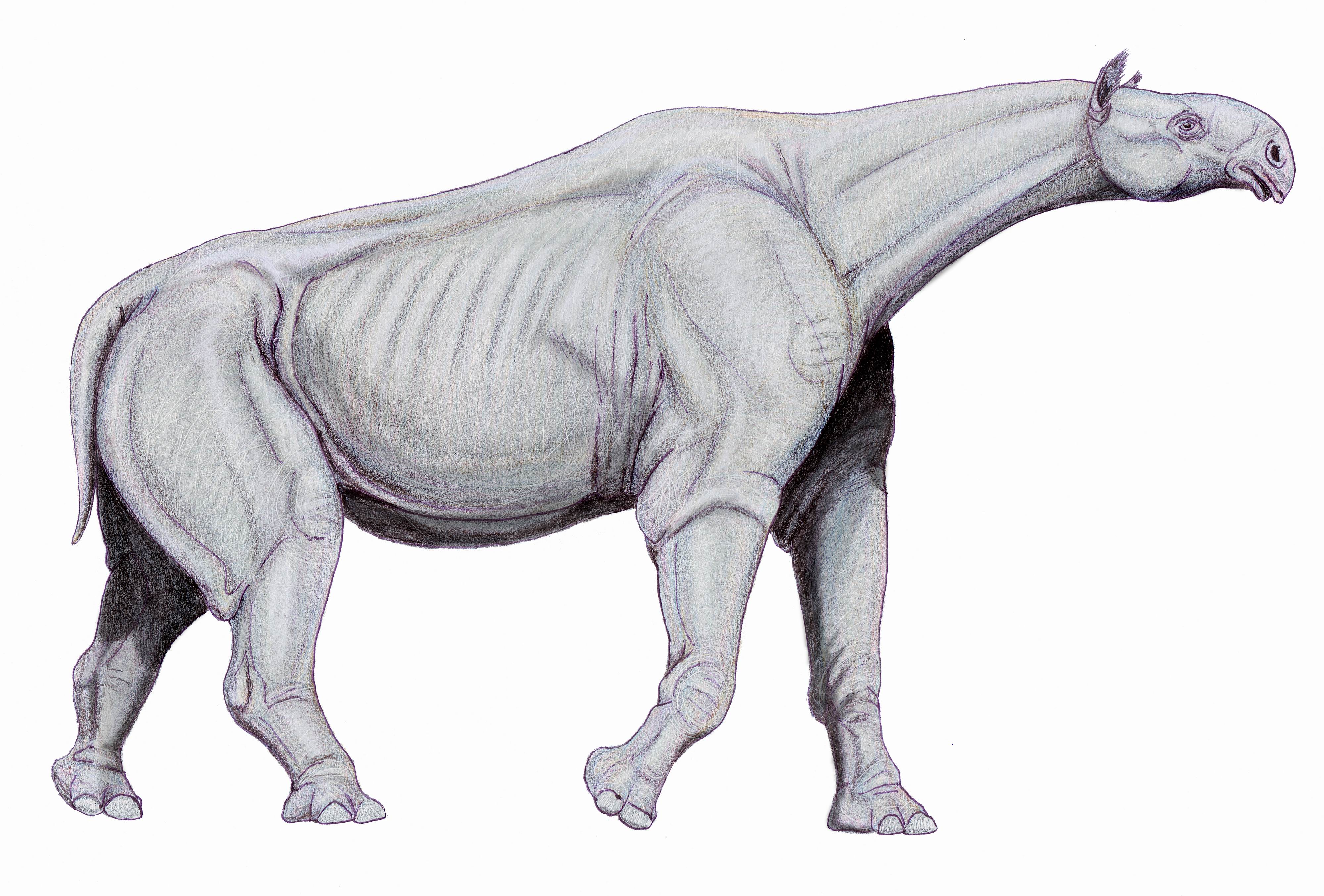 A sketch of the Indricotherium