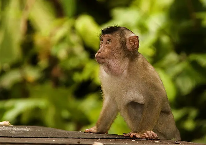 A Pigtail Macaque baby