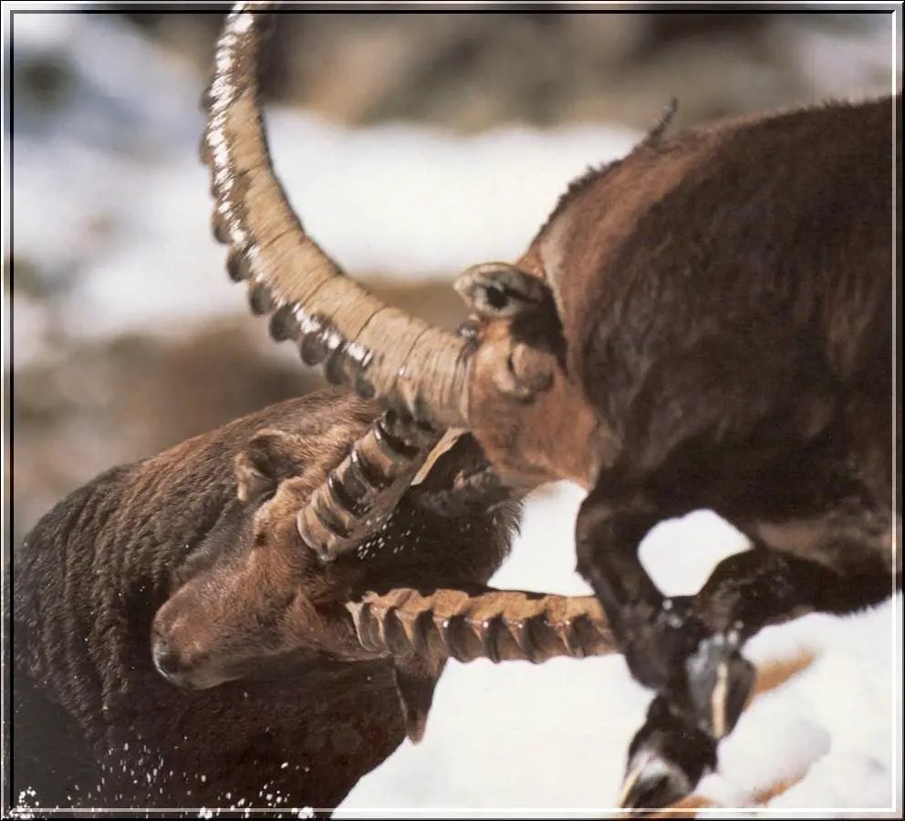 Although the horns are impressive, they are not used to inflict serious injuries on the rivals