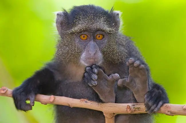 Young Blue Monkeys are so active that mothers have to be very attentive not to lose them