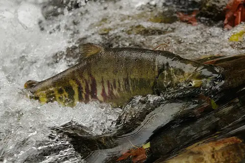 The Chum Salmon swimming upstream