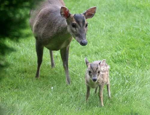 A Muntjac mother with her calf