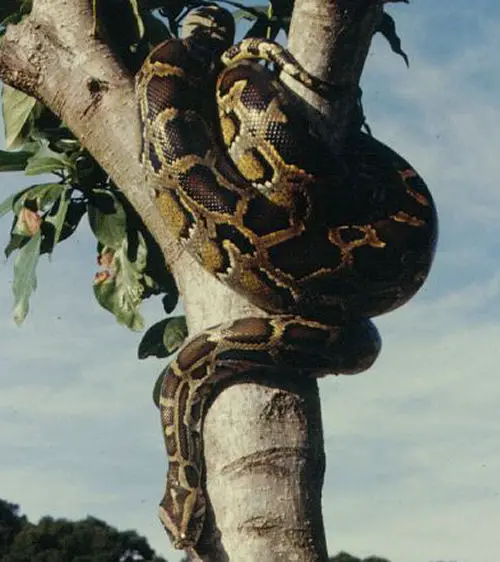 Indian Pythons often climb trees to rest or set up an ambush