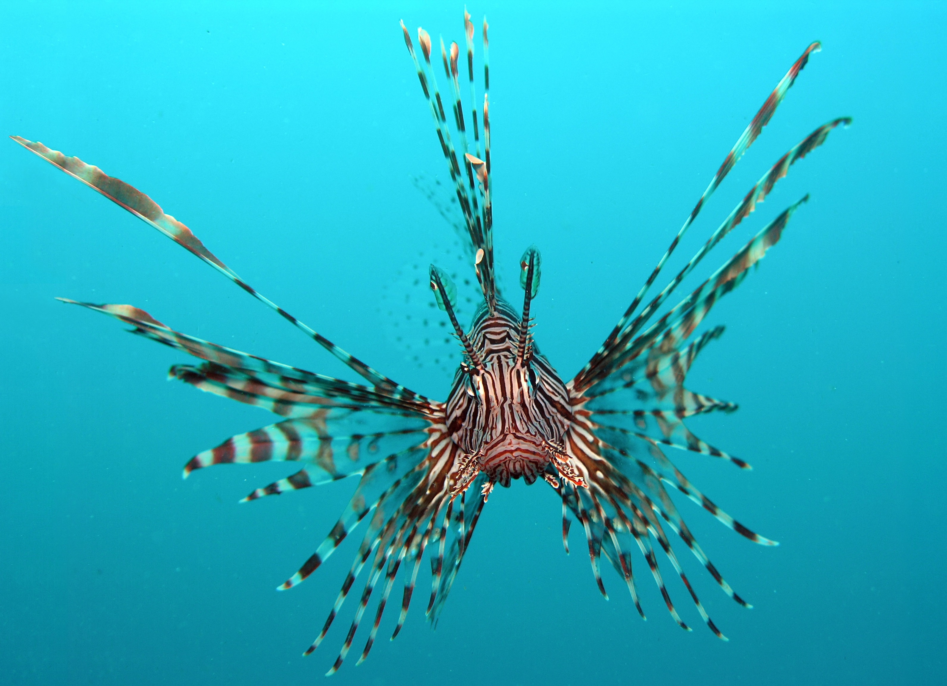 The Red Lionfish have a truly spectacular appearance, but in fact they're very dangerous creatures