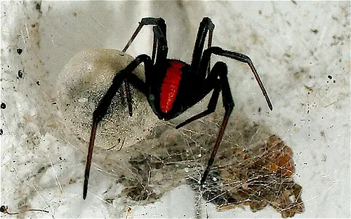 A redback spider is characterized by a red stripe on its body