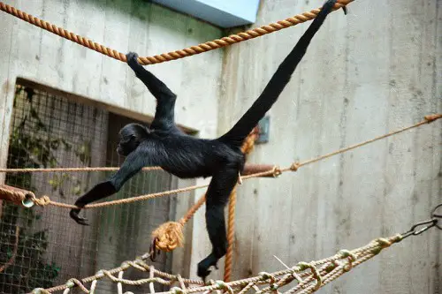 Black-headed spider monkey at the Cleveland Zoo