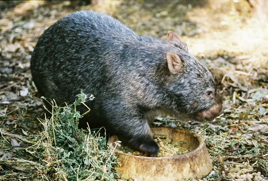 The first Europeans that saw the Wombat thought it was a small bear