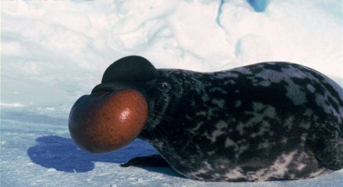 Male Hooded seals use the inflatable bladder as a means of warning to rivals
