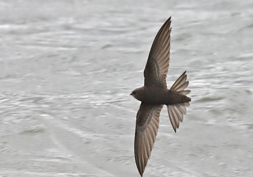 Common Swifts often fly near the surface of the water to catch bugs flying there