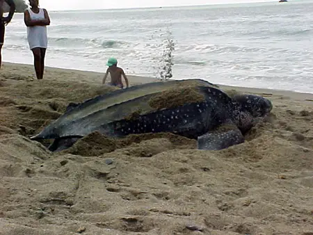 A Leatherback Turtle laying eggs on a beach