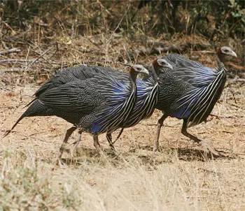 Vulturine Guineafowls searching for food