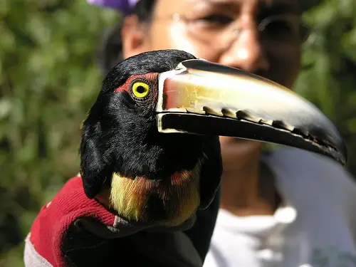 This bird is famous for its red collar