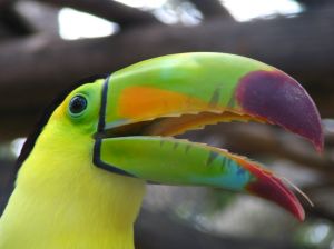 Toucans are known for their colourful beaks