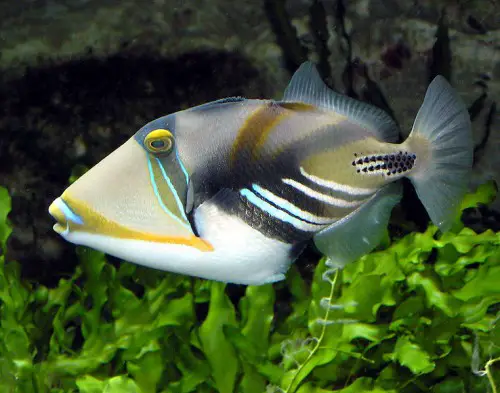 The Picasso or Lagoon Triggerfish