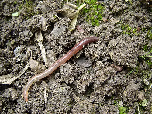 A large earthworm