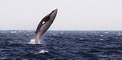 Being so fast and agile, Minke Whales can easily attain enough speed to jump out of the water