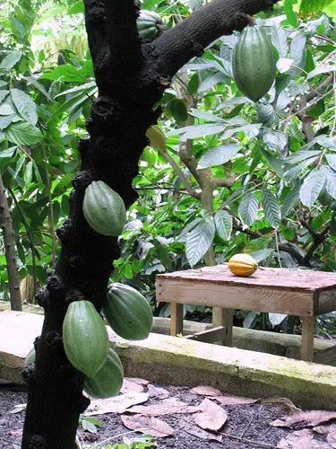 A cocoa tree bearing fruit