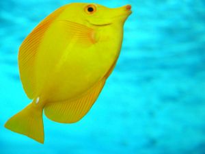 The Yellow Tang is a saltwater fish