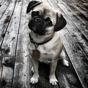 Pug puppies are called puglets