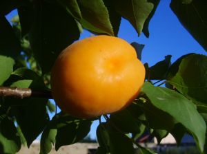 A young apricot growing on the tree