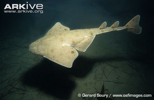 Pacific angel sharks can be occassionally seen off California