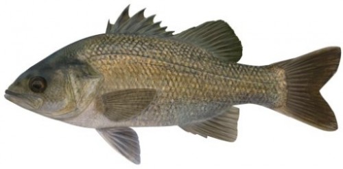 The Australian Bass is iconic