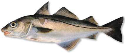 Haddock is a popular food fish