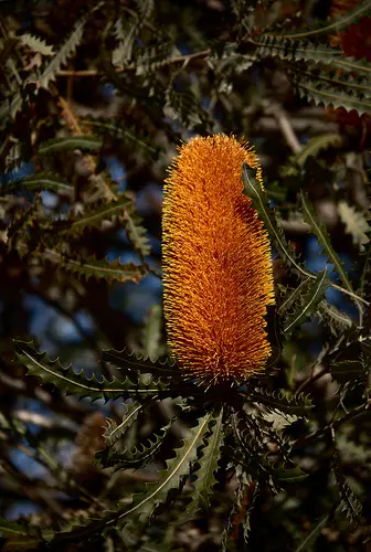 As the name suggets, the Orange Banksia is orange in colour