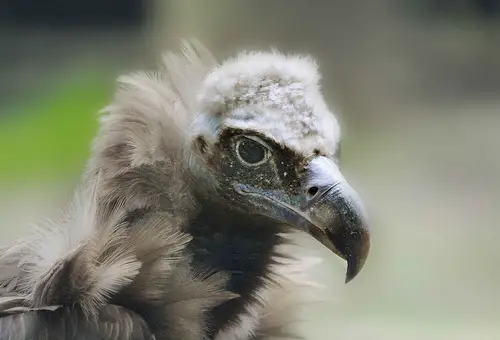 Cinereous Vulture is found in Europe and Asia