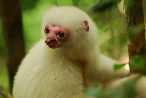 Silky Sifakas are almost extinct