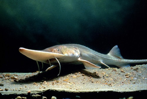 The Pallid sturgeon is endemic to the USA