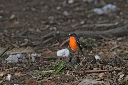 A Flame Robin in the forest