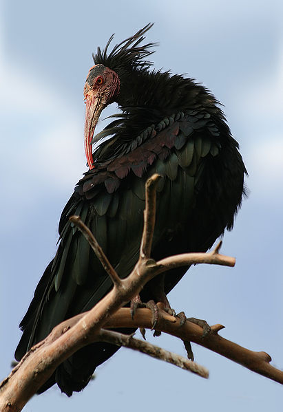 The Northern Bald Ibis is a critically endangered species
