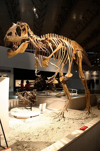 The Gorgosaurus skeleton