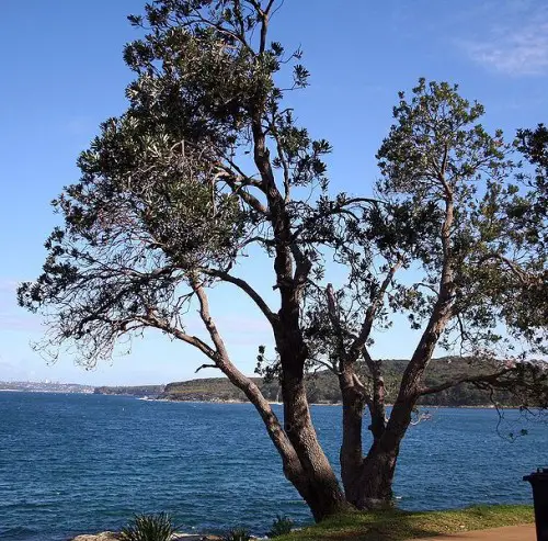 The Coast Banksia in Manly