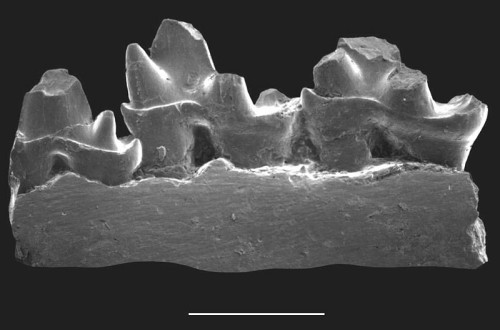 The lower jaw fragment unearthed