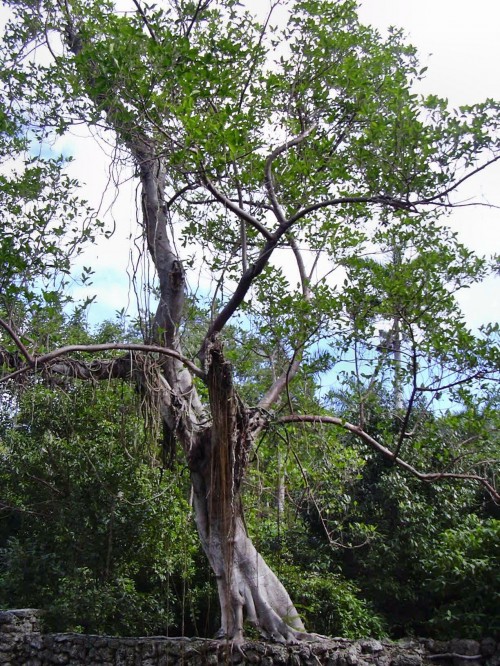 The Florida strangler fig tree is native to Florida, the Carribean, and Central America