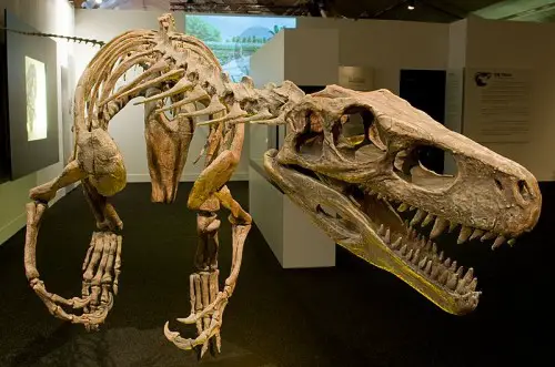 A full skeleton of the Herrerasaurus